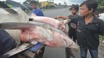 Buat Dijual, Ikan Hiu Ini Dibonceng Sepeda Motor