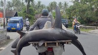 Pedagang mengaku mendapatkan hiu tersebut karena tidak sengaja terjerat jaring nelayan dan dijualnya seharga Rp1 juta per ekor.