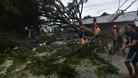 Hujan dan angin kencang yang melanda wilayah Kota Palu mengakibatkan sejumlah pohon tumbang dan mengakibatkan seorang warga terluka dan pihak keamanan setempat mengimbau warga untuk tetap waspada.