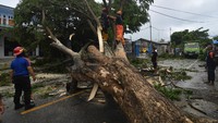 Petugas Pemadam Kebakaran dan Penyelamatan Kota Palu memindahkan pohon tumbang yang menutupi badan jalan dan menimpa pagar sebuah toko di Palu, Sulawesi Tengah, Sabtu (14/8/2021). 
