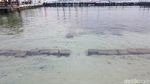 Foto: Bersihnya Perairan Dermaga Pulau Pramuka