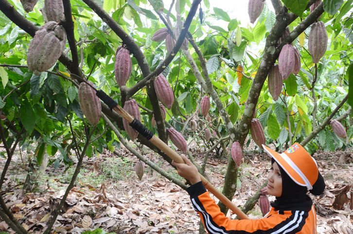 Kakao di Indonesia, Peran Petani Milenial hingga Ekspor Biji Kakao Fermentasi