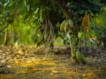 Produksi Kakao RI Rontok Gegara Masalah Iklim dan Pohon Uzur