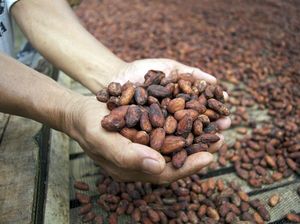 Kemenperin Inisiasi Pembentukan Kelembagaan Kakao dan Kelapa
