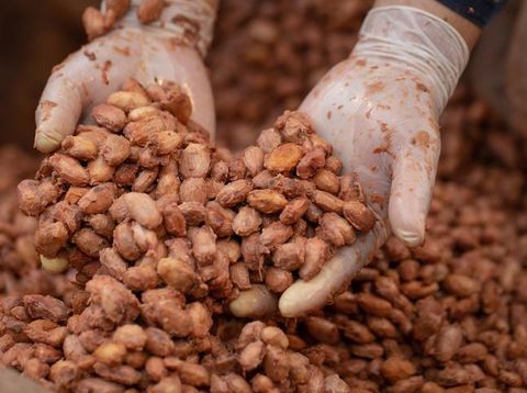 Kakao di Indonesia, Peran Petani Milenial hingga Ekspor Biji Kakao Fermentasi