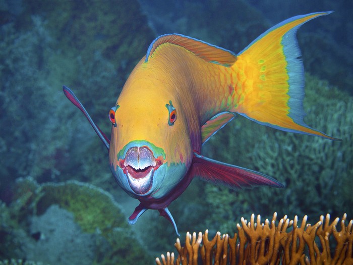 parrot fish atau ikan kakatua