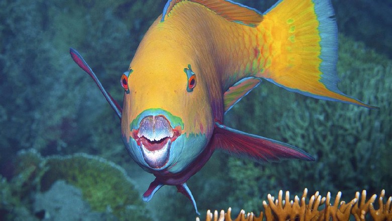 parrot fish atau ikan kakatua parrot fish atau ikan kakatua