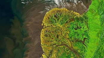Gambar Delta Yukon-Kuskokwim diambil pada 19 Mei 2021 oleh Landsat 8. Warna pada daratan sudah ditingkatkan sehingga terlihat lebih kontras. Warna hijau di daratan menunjukkan vegetasi hidup, warna kuning adalah daratan kosong, sementara warna coklat muda vegetasi mati. Foto: NASA