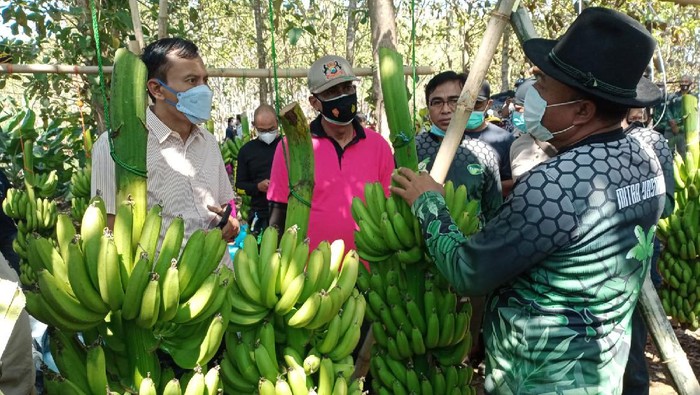 Alumni Ponpes Ini Sukses Tanam Pisang Hingga Kewalahan Peenuhi Permintaan Pasar