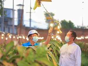Electrifying Agriculture PLN Buat Omzet Petani Buah Naga Naik 3x Lipat