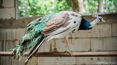 Meraup Cuan Lewat Beternak Burung Merak di Masa Pandemi