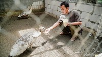 Ukuran kandang pada peternakan burung Merak milik Dwi bervariasi. Terdapat kandang yang berukuran 3x3 meter persegi dan terdapat pula yang berukuran 4x5 meter persegi.
