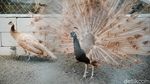 Meraup Cuan Lewat Beternak Burung Merak di Masa Pandemi