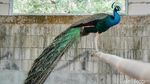 Meraup Cuan Lewat Beternak Burung Merak di Masa Pandemi
