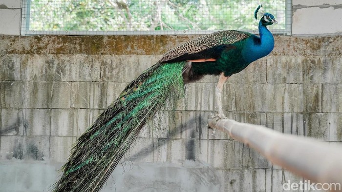 Meraup Cuan Lewat Beternak Burung Merak di Masa Pandemi Pandemi COVID-19 tak surutkan semangat Dwi Susanto untuk mengumpulkan pundi-pundi rezeki. Keuntungan didapatnya dari beternak burung merak.