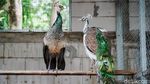 Meraup Cuan Lewat Beternak Burung Merak di Masa Pandemi