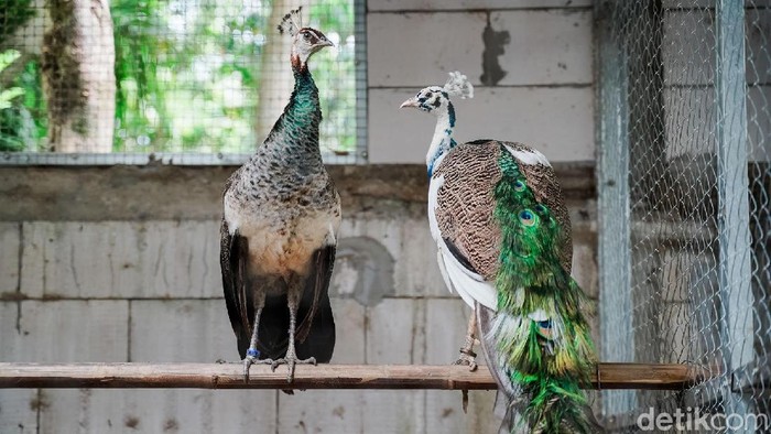 Meraup Cuan Lewat Beternak Burung Merak di Masa Pandemi Pandemi COVID-19 tak surutkan semangat Dwi Susanto untuk mengumpulkan pundi-pundi rezeki. Keuntungan didapatnya dari beternak burung merak.