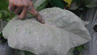 Petani menunjukkan daun tembakau yang terkena abu vulkanik Gunung Merapi di Tlogolele, Selo, Boyolali, Jawa Tengah, Senin (16/8/2021).   