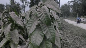 Abu Vulkanik Merapi Selimuti Permukiman Warga