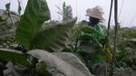 Abu Vulkanik Merapi Selimuti Permukiman Warga