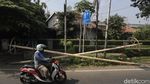 Anjlok! Penjualan Pohon Pinang Turun 90 Persen
