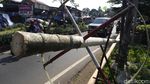 Anjlok! Penjualan Pohon Pinang Turun 90 Persen