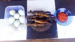 Gogos Kambu, Lontong Ketan Khas Polewali Mandar yang Gurih Pedas