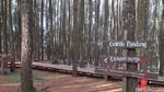 Ini Hutan Pinus Mangunan, Wisata Bantul yang Boleh Buka Saat PPKM Level 3