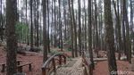 Ini Hutan Pinus Mangunan, Wisata Bantul yang Boleh Buka Saat PPKM Level 3