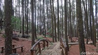Pengelola Hutan Pinus Sari Mangunan, Anang Suhendri mengaku pihaknya telah siap mematuhi semua persyaratan agar Pinus Sari bisa beroperasi kembali. (Pradito Rida Pertana/detikTravel)