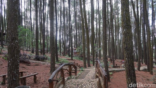 Pengelola Hutan Pinus Sari Mangunan, Anang Suhendri mengaku pihaknya telah siap mematuhi semua persyaratan agar Pinus Sari bisa beroperasi kembali. (Pradito Rida Pertana/detikTravel) Pengelola Hutan Pinus Sari Mangunan, Anang Suhendri mengaku pihaknya telah siap mematuhi semua persyaratan agar Pinus Sari bisa beroperasi kembali. (Pradito Rida Pertana/detikTravel)