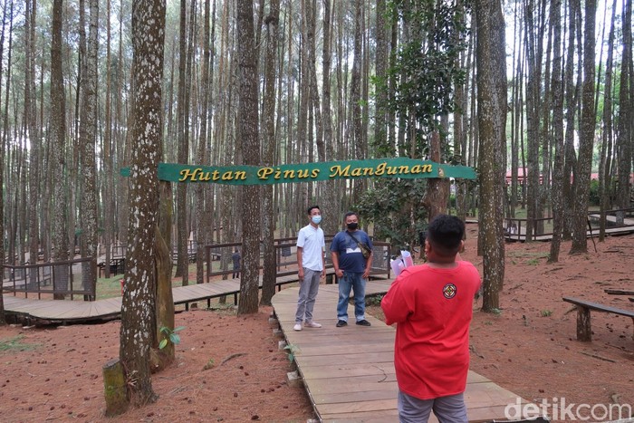 Hutan pinus Mangunan di Bantul, Yogyakarta
