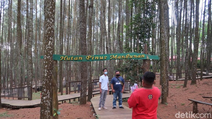 Hutan pinus Mangunan di Bantul, Yogyakarta