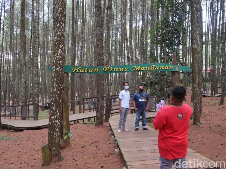 Ini Hutan Pinus Mangunan, Wisata Bantul yang Boleh Buka Saat PPKM Level 3