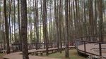 Foto: 7 Spot Instagramable Hutan Pinus Mangunan