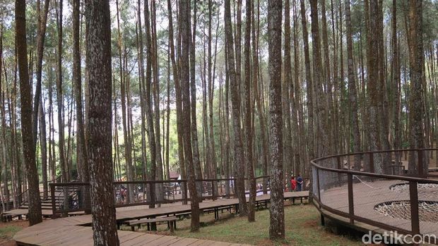 Hutan pinus Mangunan di Bantul, Yogyakarta