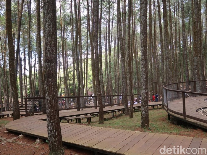 Hutan pinus Mangunan di Bantul, Yogyakarta