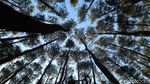 Ini Hutan Pinus Mangunan, Wisata Bantul yang Boleh Buka Saat PPKM Level 3