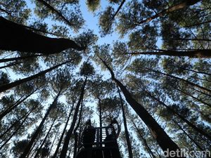 Kapan Ya Bisa ke Hutan Pinus Mangunan Lagi?