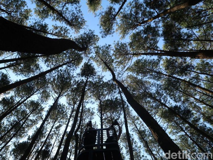 Kapan Ya Bisa ke Hutan Pinus Mangunan Lagi?