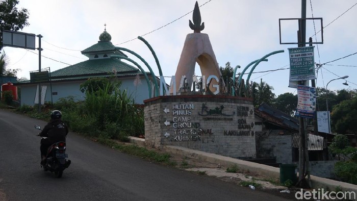 Hutan pinus Mangunan di Bantul, Yogyakarta Hutan pinus Mangunan di Bantul, Yogyakarta