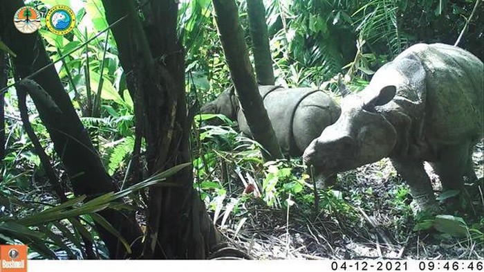 Kabar Gembira, Populasi Badak Jawa di TN Ujung Kulon Meningkat