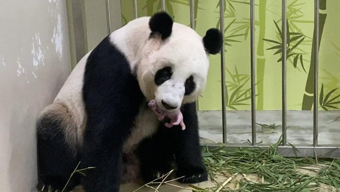 panda