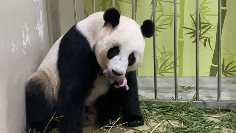 panda panda