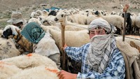 Para penduduk Desa Savak di Pegunungan Dersim atau Pegunungan Munzur, Tunceli, Turki mayoritas memelihara domba. dari domba-domba itu mereka menghasilkan keju dan yogurt yang memiliki cita rasa khas.  (BULENT KILIC/AFP)