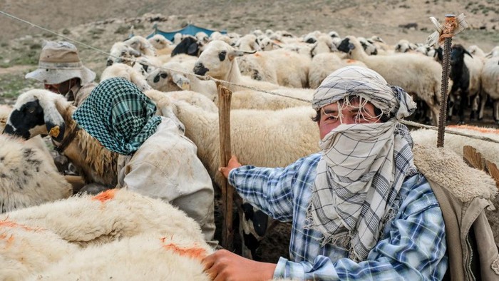 Penduduk Desa Savak, Pegunungan Dersim, Turki This photograph shows a high plateau where Savak villagers have settled their camp in the Dersim mountains, also known as Munzur mountains, on August 1, 2021, in Tunceli, at 3200 meters of height. - People from the Savak tribe of Anatolia are well known for their cheeses and milk products distributed in Turkey and all around the world. In spring they move to high mountains for fresh grass till the end of summer. It takes 15 days to walk back to their winter houses. (Photo by BULENT KILIC / AFP)