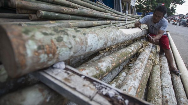Anjlok! Penjualan Pohon Pinang Turun 90 Persen