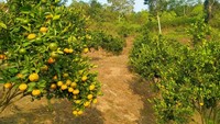 Memasuki wilayah yang ada dalam Kecamatan Gunung Omeh ini, mata pengunjung dimanjakan pemandangan hijau dan kuning. Hijaunya daun berpadu apik dengan warna kuning buah jeruk yang siap untuk dipanen. Dok.aieangekcity  