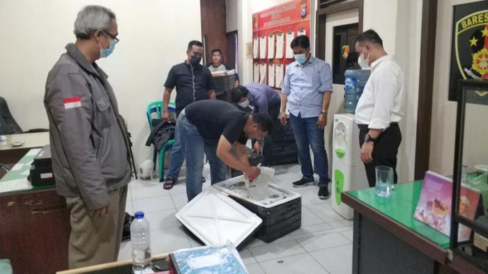 Polisi sita ribuan benih lobster selundupan di Riau (dok. Istimewa)