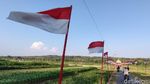 Foto: Sawah Kulon Progo dengan 1.000 Bendera Merah Putih